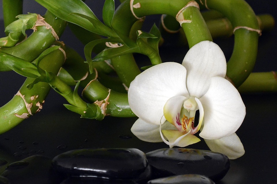 Discover the Benefits of CuraNatural: A Holistic Approach to Wellness