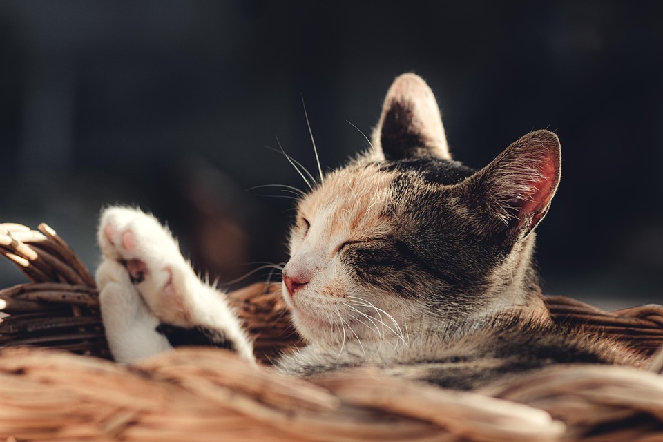 Finding Peace and Balance: A Guide to Embracing Zen Living