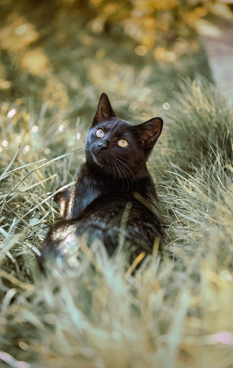 Unlock the Healing Power of Acupressure Points